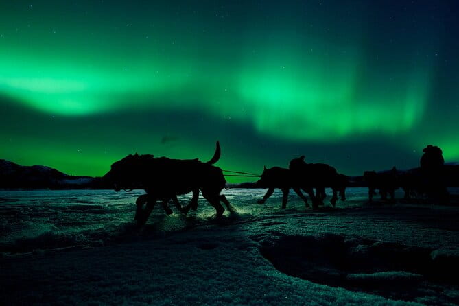4hr Dog Sledding Tour under the Northern Lights - The Itinerary: What Makes the Tour Special
