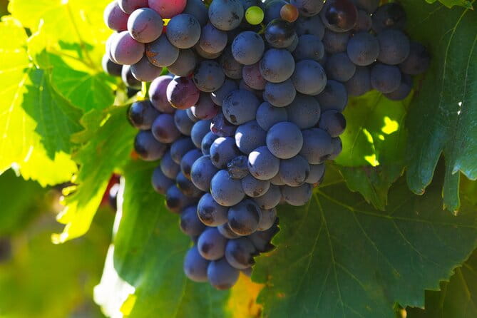 8 Hours Group Tour in Châteauneuf du Pape - Who Is This Tour Best For?