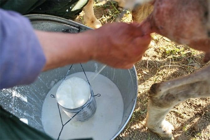 A day with the shepherd milking sheeps and making cheese in the National Park of Abruzzo - Visiting UNESCO Forests and Natural Wonders