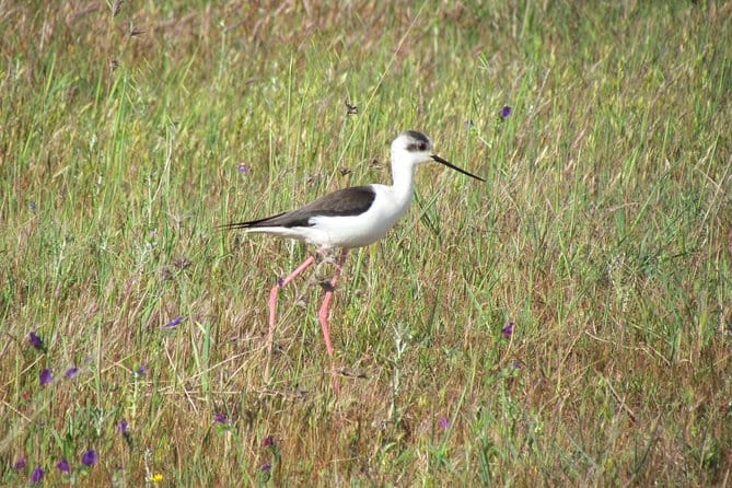 Afternoon birdwatching at Lagoa dos Salgados - FAQs