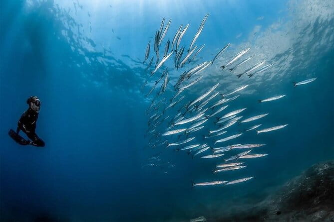 Afternoon snorkelling guided by a marine biologist in Sorrento - Why a Marine Biologist in the Water Makes the Difference