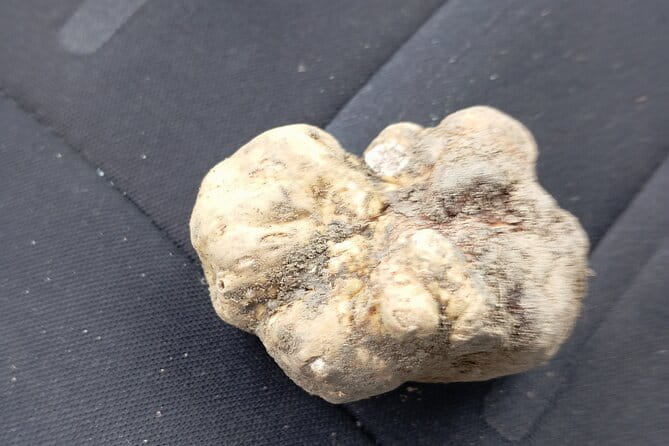 Alba Truffle Hunting, Barolo and Barbaresco Tasting - FAQ