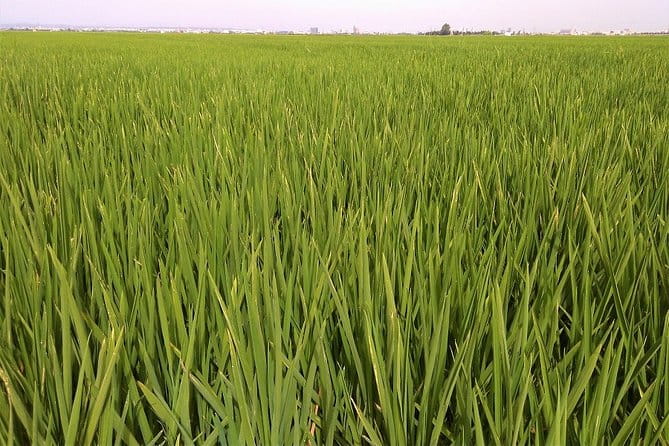 Albufera: Lake, Paella and Birdwatching - FAQs