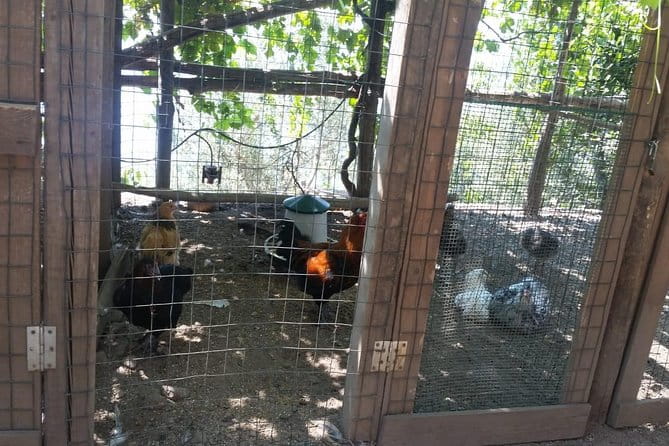 Amalfi Coast tour, explore a treasure chest of gems + farm to table lunch - FAQ