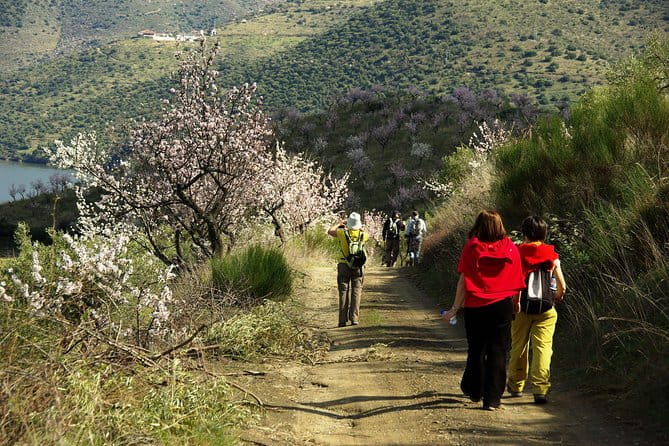 Amendoeiras em Flor - FAQ