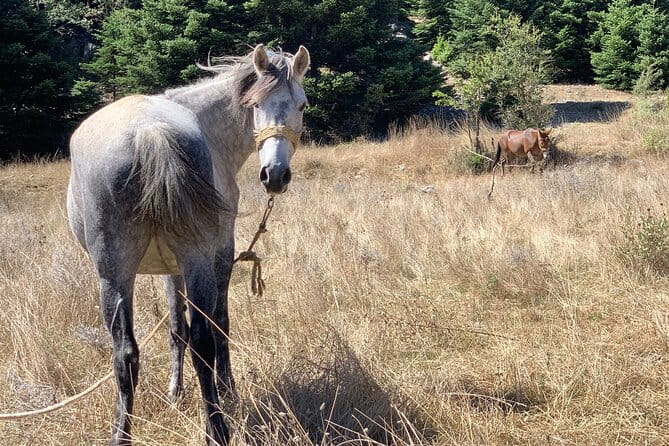 Arcadia experience, nature, people and culture - Villages, Streams, and Authentic Encounters