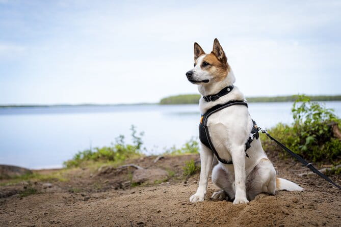 Arctic Hiking with Lappish Dogs - FAQ