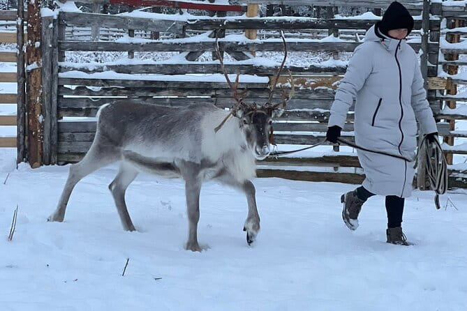 Arctic Reindeer Farm Experience with Snowshoeing in the Wild - In-Depth Review: What Makes This Tour Stand Out?