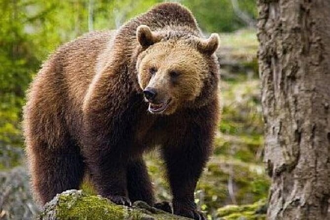 Bear Sanctuary Zarnesti,Bran Castle,Rasnov Fortres w/Hotel pickup - FAQ