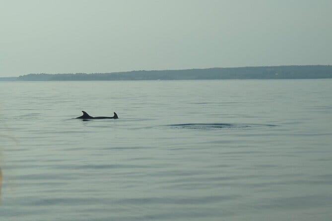 Beautiful Sunset and Dolphin Watching - Who Will Love This Tour?