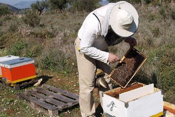 Beekeeper for a Day close to Nafplio - Who Will Love This Tour?