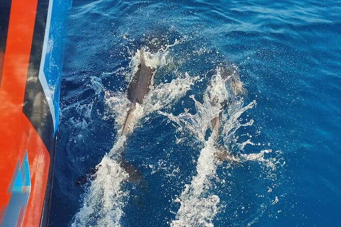 Benagil Caves and Dolphin Watching - 2.5h - Who Is This Tour Best For?