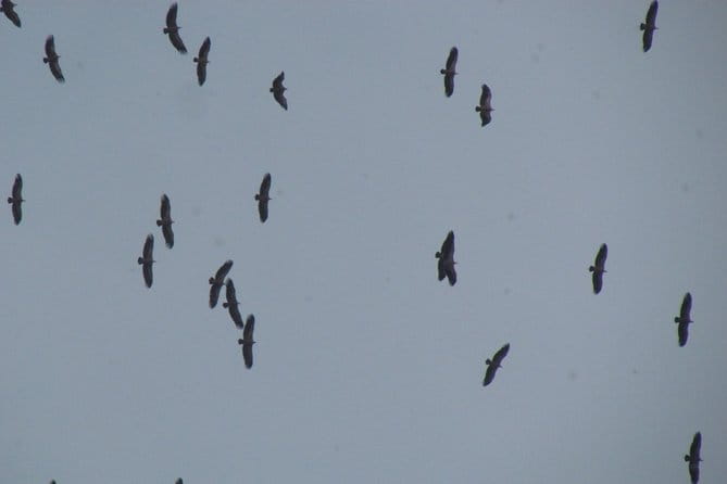 Birdwatching day around Sagres - The Value of This Birdwatching Experience