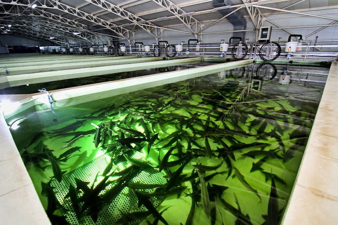 Black Caviar and Sparkling Wine Tour - The Experience in Detail