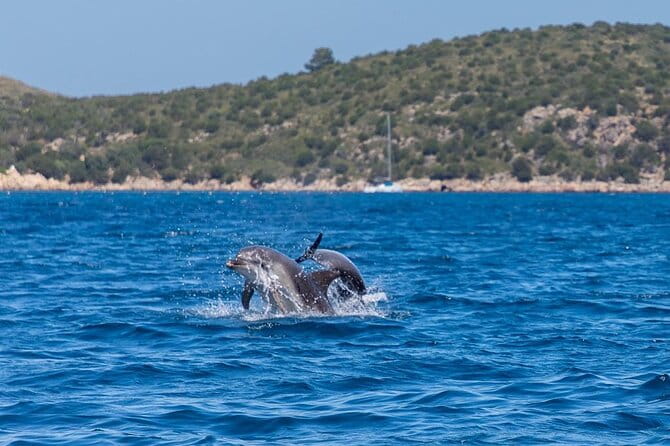 Boat Dolphins Safari and Snorkeling - The Itinerary: What to Expect and Highlights