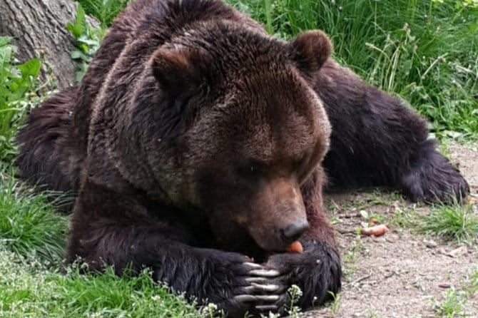 Brown Bear Sanctuary Tour from Brasov Entrance Ticket Guaranteed - Price and Value Analysis
