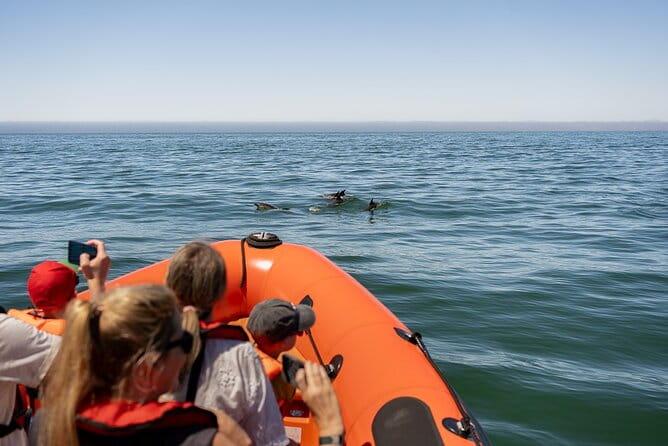 Cascais coast: Dolphin watching - Frequently Asked Questions
