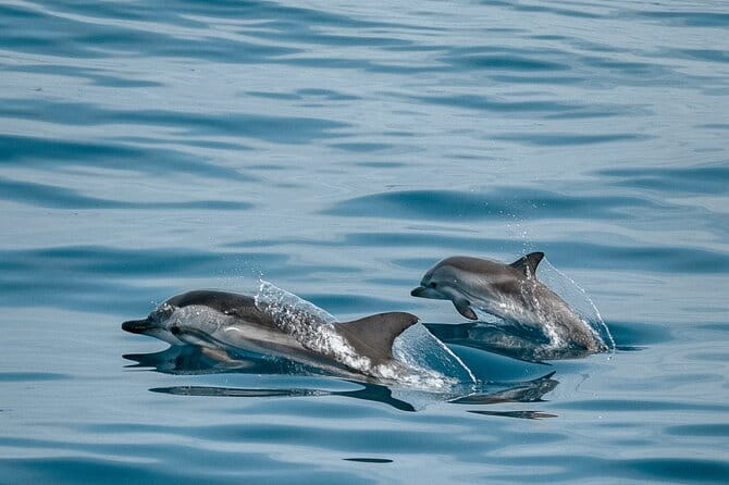 CATAMARAN OCEAN CRUISE TOUR, Food & Drinks included! - Who This Tour Is Best For