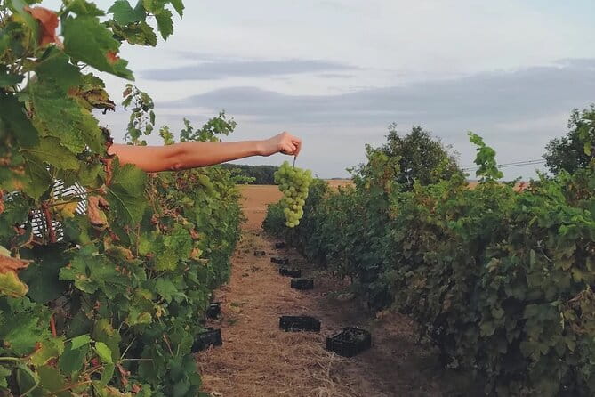 Champagne Region excursion from Paris with Private Driver - An In-depth Look at the Champagne Region Private Tour