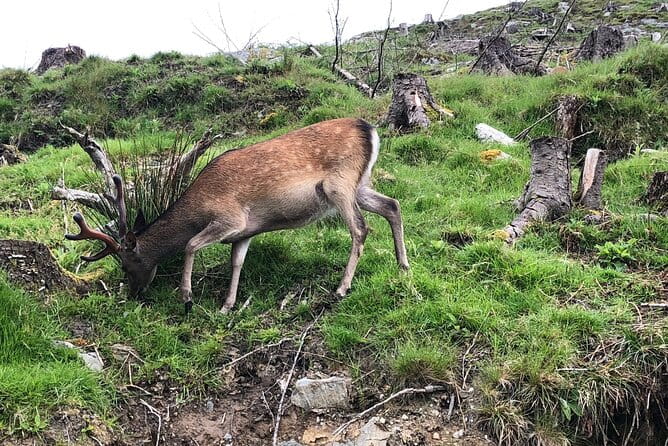 Chauffeur Driven Tour of Beautiful County Wicklow - Practical Tips for Booking & Enjoying Your Day