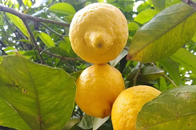 Cooking class in Capri for small groups - The Menu: What You’ll Prepare and Enjoy