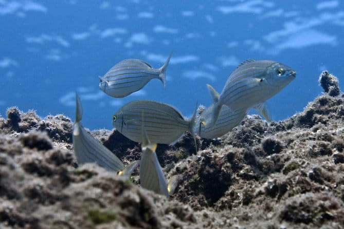 Crete Introductory Scuba Diving Experience - Final Thoughts: Should You Try It?