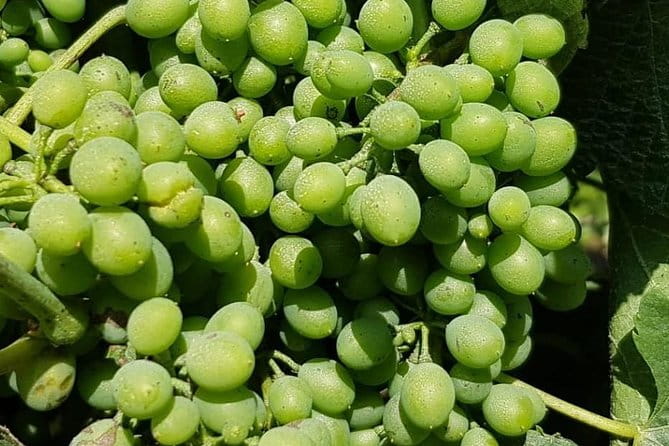 Dão Wine Region: Portuguese version on Bordeaux - Exploring the Dão Wine Region: An Authentic Portuguese Experience