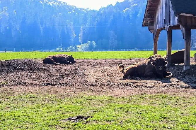 Day trip from Brasov: Bison reserve & traditional lunch - FAQ