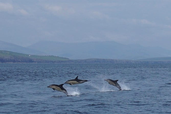 Dingle Boat Tours RIB Adventure Private - FAQ: Practical Questions About the Dingle RIB Adventure