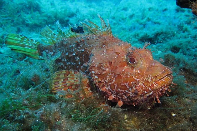 Discover Scuba Diving from the Boot - Who Will Love This Experience?