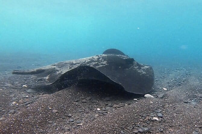 Discover Scuba Diving in Costa Calma - Why This Tour Stands Out