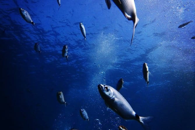 Discover Scuba Diving in Naxos, Greece - An In-Depth Look at the Naxos Discover Scuba Experience