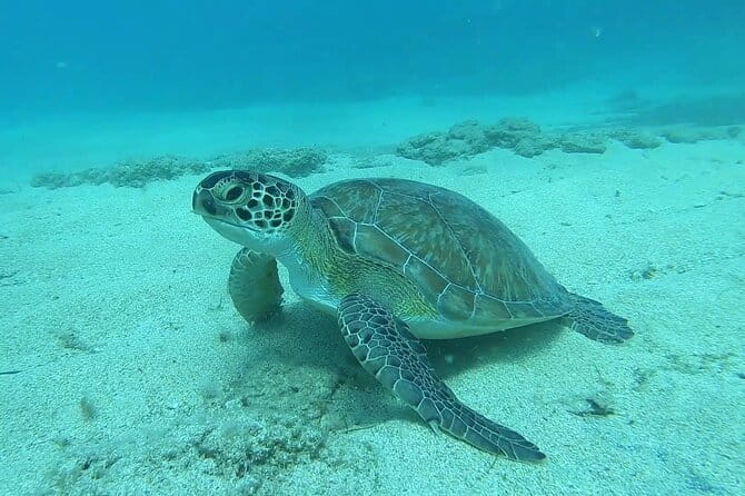 Discover SCUBA Diving with Pissouri Bay Divers - An In-Depth Look at the Experience