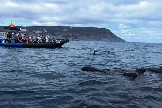 Dolphin Watching with Biologist in Arrábida Natural Park - Who Will Love This Tour?