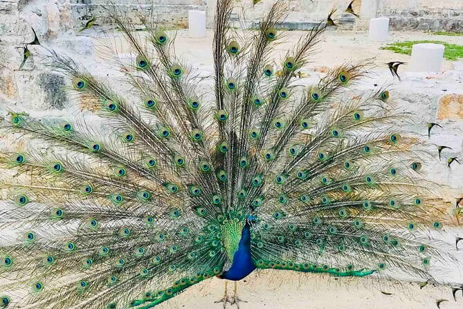 Dubrovnik Boat Tour: Lokrum Island, Betina Cave & St.Jacobs Beach - Practical Tips for Making the Most of Your Trip