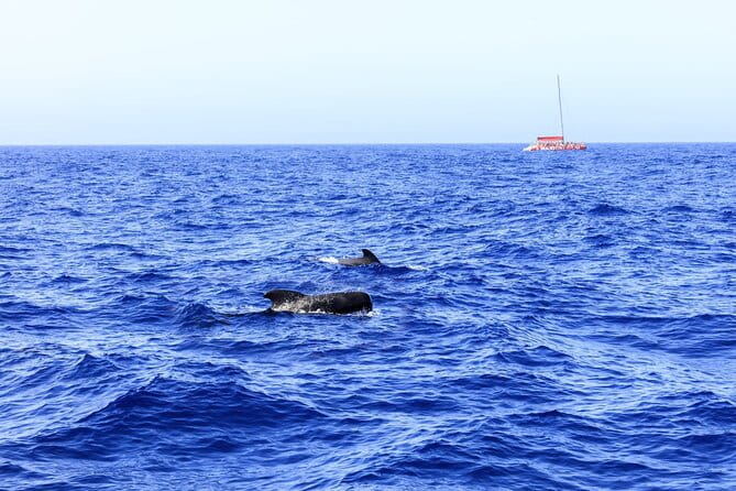 Exclusive Freebird Catamaran Whale & Dolphin to Masca From South - What You’ll Actually Experience: The Realities