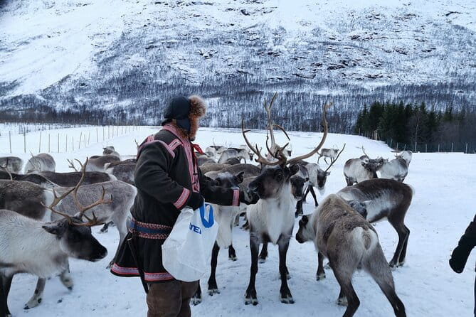 Exclusive Reindeers Experience in small groups, Tromso - Setting the Scene: An Introduction to Tromso’s Sami Reindeer Experience
