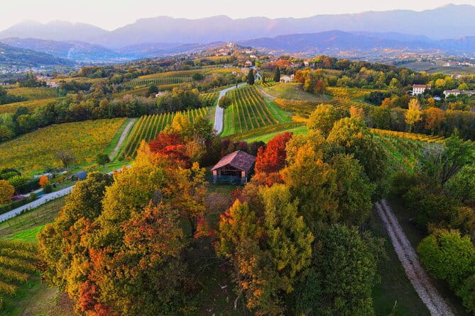 Exclusive Tour of the Vineyards with Visit to the Cellar! - The Sum Up: Who Should Consider This Tour?