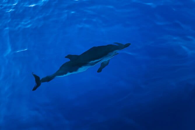 Explore the Beautifull seaside of Formentera. Incl cava, drinks, snacks, .. - Final Verdict: Is It Worth It?