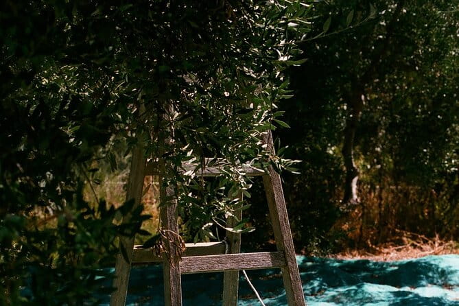 Explore the Secrets of Wine and Olives - Possible Drawbacks or Considerations