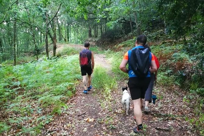 Forest Baths - Shinrin Yoku Therapeutic, in Celtic sacred forests - Practical Details and Tips