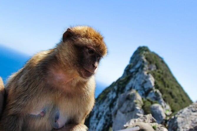 From Malaga, Gibraltar excursion with transport - Crossing the Border into Gibraltar