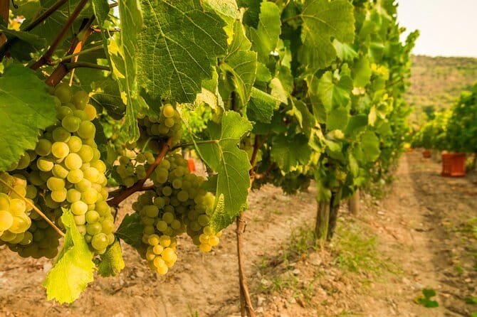 From Milan Full Day in Franciacorta 2 Wineries and Lunch - First Winery: A Blend of Tradition and Innovation