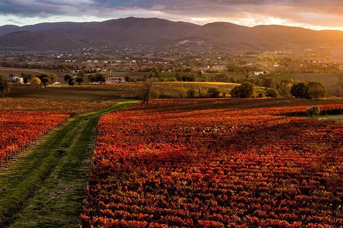 Full day experience | Umbria wine tasting and SPA relax - Practical Tips and Considerations