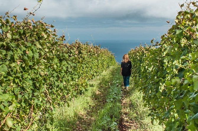 Full-Day Madeira Wine Tasting Tour with Lunch - Transportation, Group Size, and Overall Value