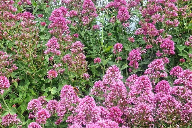 Full day private tour of the North Coast of Cornwall - What Makes This Tour Stand Out