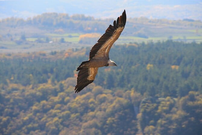 Full Day Trip from Belgrade: Uvac Nature Reserve Tour - Key Points