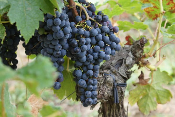 Full-day wine tour in Saint-Emilion (Premium Sedan) - Who Will Love This Tour?