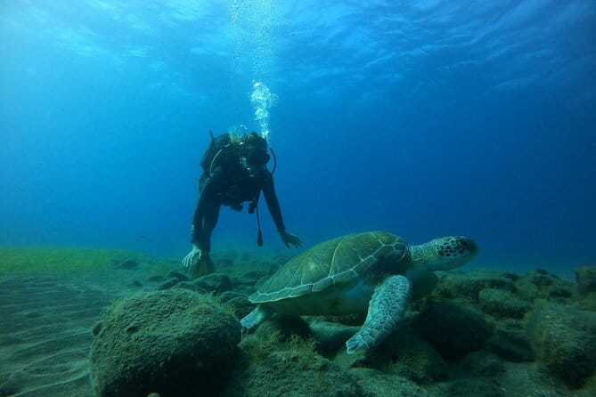 Fun Dive With Scuba Point in Los Cristianos - Who Should Consider This Experience?