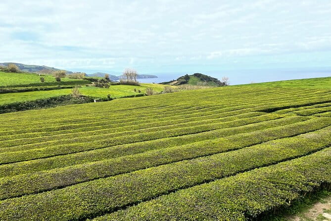 Furnas Vale, Gorreana Tea Factory Private Van Tour - The Sum Up